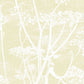 Order 95/9053 Cs Cow Parsley Straw White By Cole and Son Wallpaper