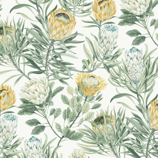 Purchase Bl1754 | Blooms, Protea - York Wallpaper