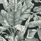 Purchase BW3971 Banana Leaf Black and White Resource Library by York Wallpaper
