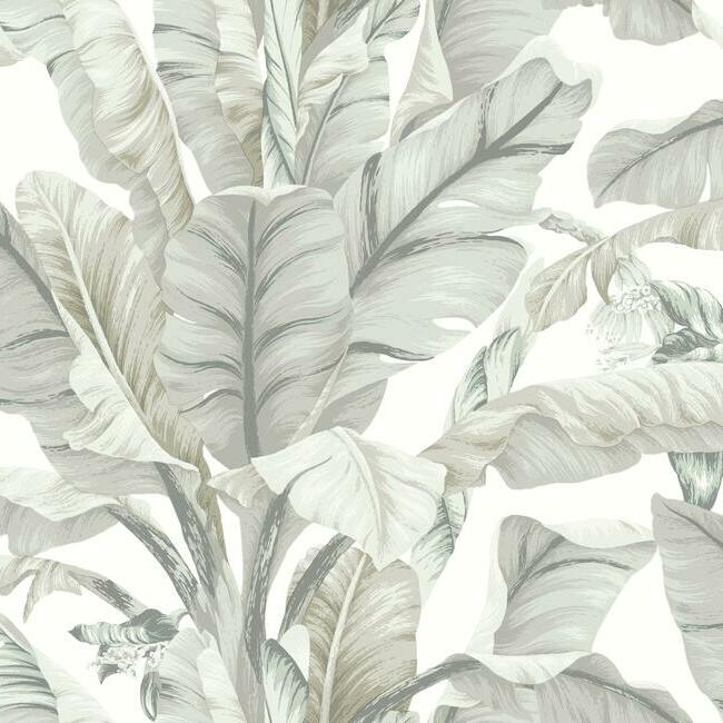 Shop BW3972 Banana Leaf Black and White Resource Library by York Wallpaper