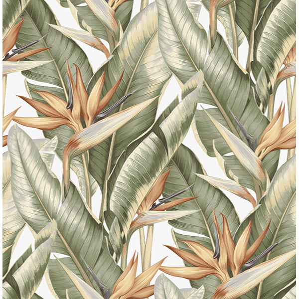 Looking PS40204 Palm Springs Arcadia Light Green Banana Leaf Kenneth James Wallpaper