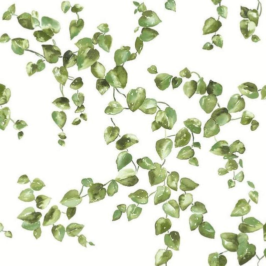 Search FH4036 Simply Farmhouse Creeping Fig Vine Green York Wallpaper