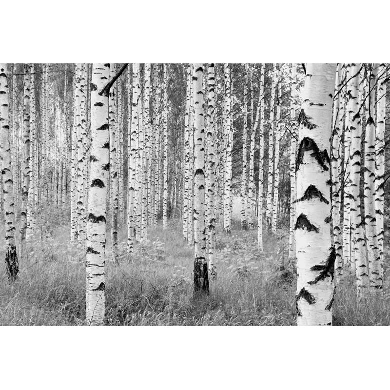 XXL4-023 Colours  Birch Forest Wall Mural by Brewster,XXL4-023 Colours  Birch Forest Wall Mural by Brewster2