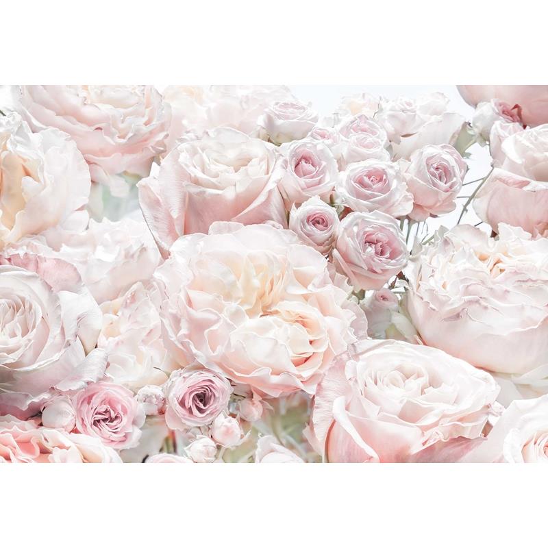 8-976 Colours  Spring Roses Wall Mural by Brewster