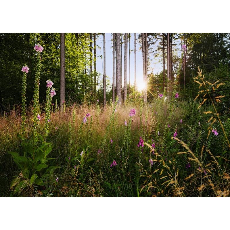 X7-1005 Colours  Summer Glade Wall Mural by Brewster,X7-1005 Colours  Summer Glade Wall Mural by Brewster2