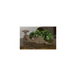 19925 Turtle Shells S/2 by Uttermost,,