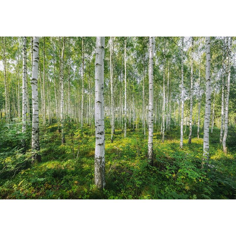 8-744 Colours  Sunny Day Wall Mural by Brewster