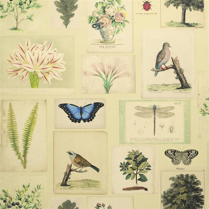 Shop PJD6001/01 Flora And Fauna Parchment by Designer Guild Wallpaper