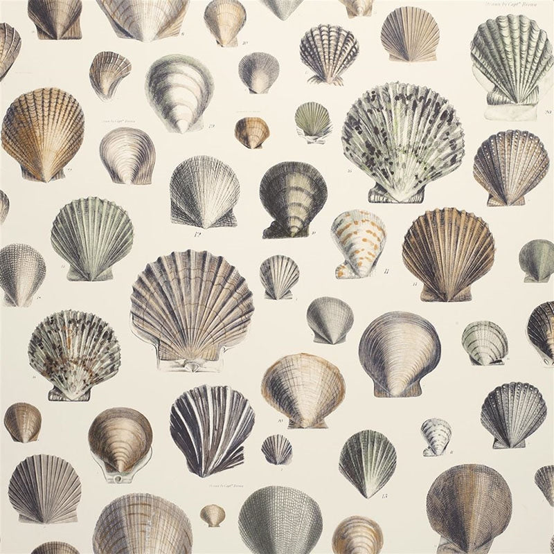 Acquire PJD6000/02 Captain Thomas Browns Shells Oyster by Designer Guild Wallpaper