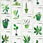 Purchase 5012691 Botanicals Greenhouse Schumacher Wallcovering Wallpaper