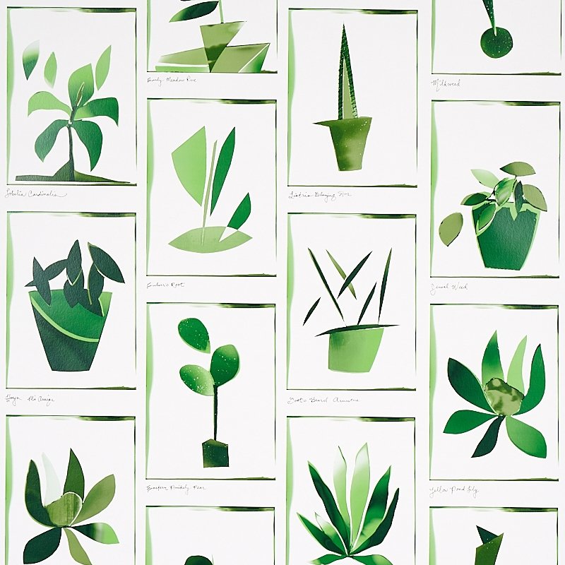 Purchase 5012691 Botanicals Greenhouse Schumacher Wallcovering Wallpaper