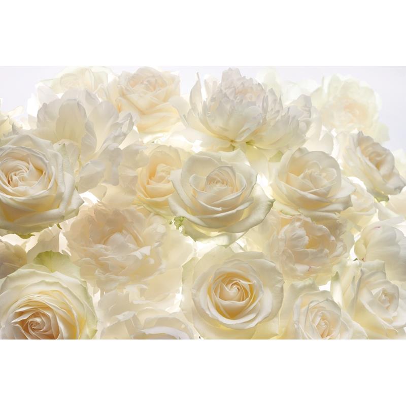 XXL4-007 Colours  Ivory Rose Wall Mural by Brewster,XXL4-007 Colours  Ivory Rose Wall Mural by Brewster2