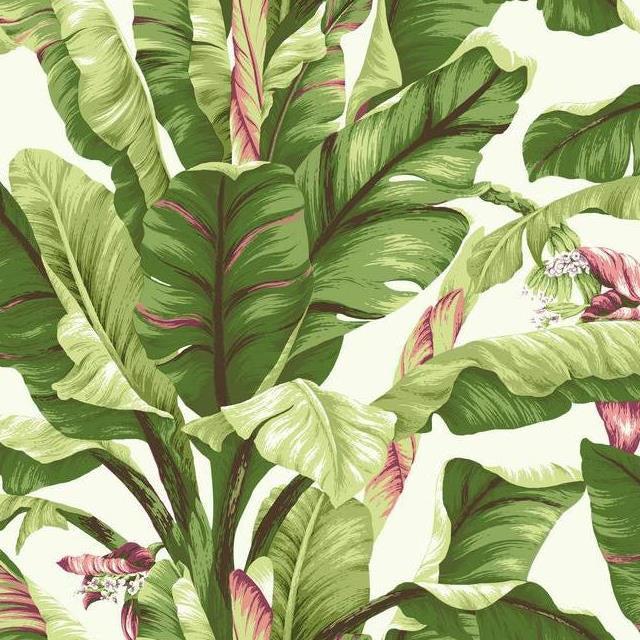 Buy AT7067 Ashford Tropics Banana Leaf  color white leaf Ashford House Wallpaper