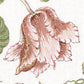 Select 179651 Josephine Pink Schumacher Fabric