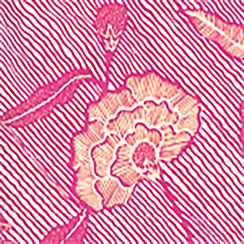 Sample 4060M-05WP Flores Ii, Magenta Cream on White by Quadrille Wallpaper