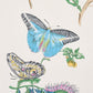Purchase 5010691 Baudin Butterfly Turquoise Schumacher Wallcovering Wallpaper