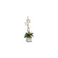 60108 Preserved Boxwood Willow Topiary by Uttermost,,
